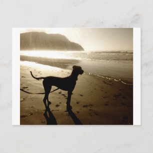 Cartão Postal Filhote de Dogue Alemão Pôr do Sol