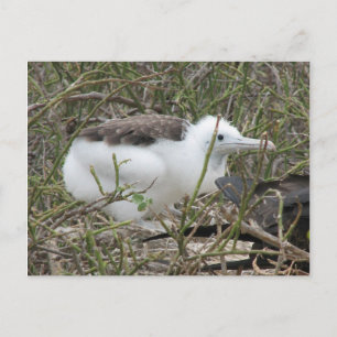 Cartão Postal Filhote de Fragata, Ilha Seymour, Galapa