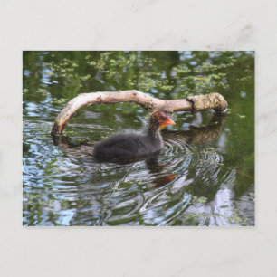 Cartão Postal Filhote de Galeirão