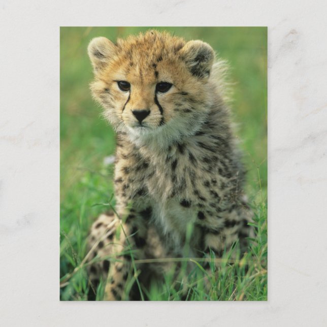 Cartão Postal Filhote de Guepardo Fofinho (Frente)