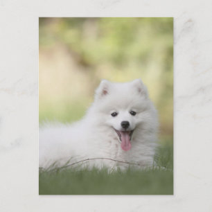 Cartão Postal Filhote de Keeshond Branco Fofinho