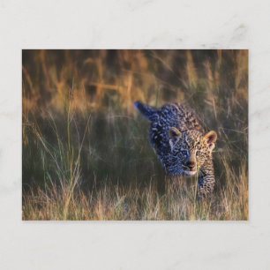 Cartão Postal Filhote de Leopardo Panthera Pardus