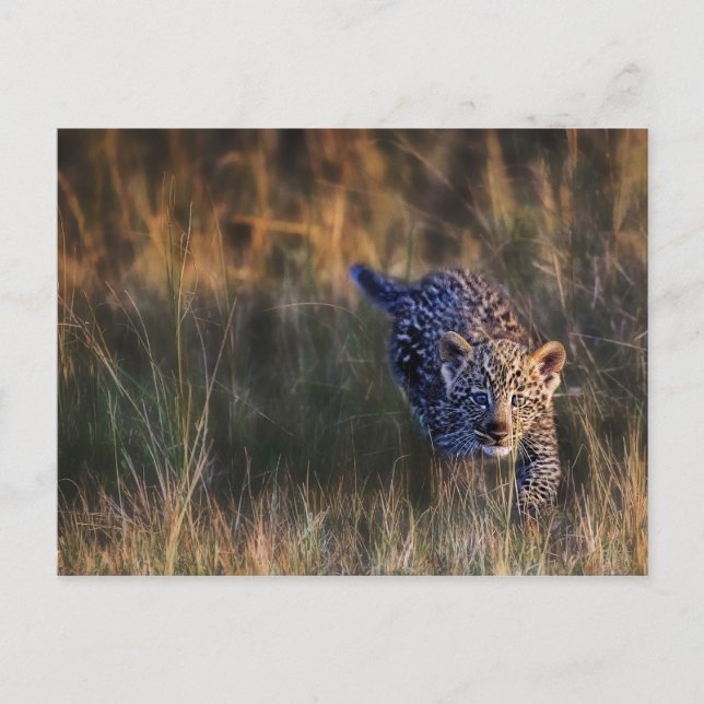 Cartão Postal Filhote de Leopardo Panthera Pardus (Frente)
