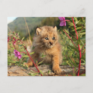 Cartão Postal Filhote de Lince Canadense, Alasca