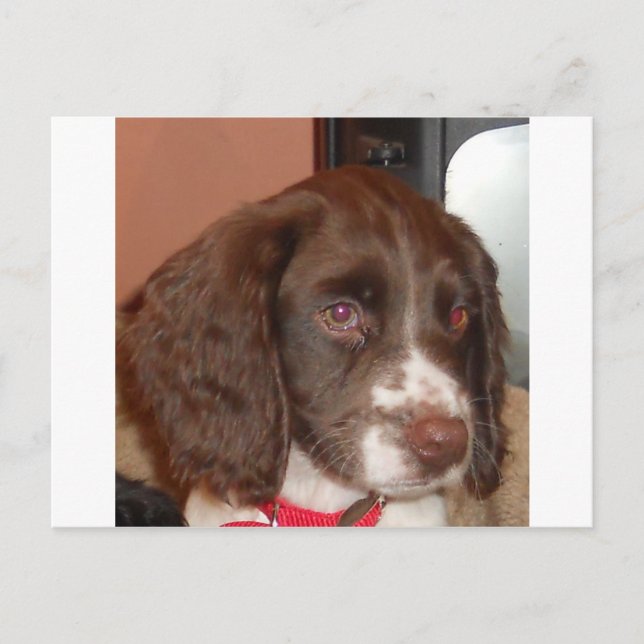 Cartão Postal Filhote de lw inglês_Springer_Spaniel (Frente)