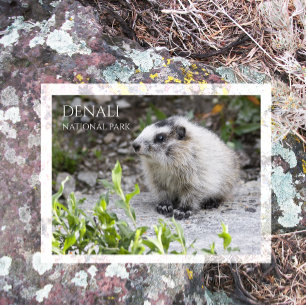 Cartão Postal Filhote de Marmota, Parque Nacional Denali