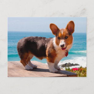 Cartão Postal Filhote de Pembroke Welsh Corgi em pé na mesa