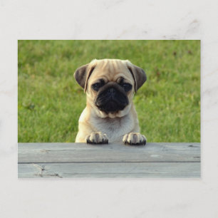 Cartão Postal Filhote de Pug