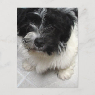 Cartão Postal Filhote de resgate Havanese preto e branco