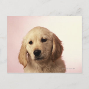Cartão Postal Filhote de Retriever Dourado