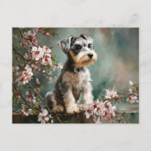 Filhote de Schnauzer Entre Flores de Cerejeira da