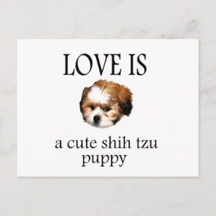 Cartão Postal Filhote de Shih Tzu