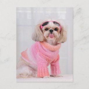 Cartão Postal Filhote de Shih Tzu - A Lengalenga