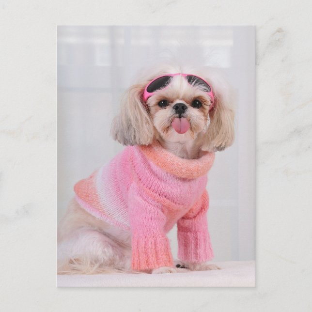 Cartão Postal Filhote de Shih Tzu - A Lengalenga (Frente)