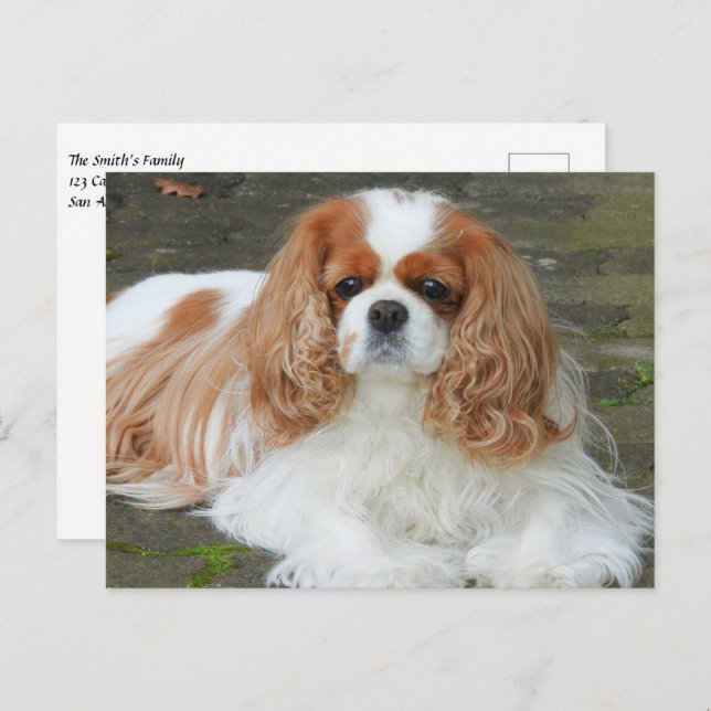 Cartão Postal Filhote de Spaniel Cavalier King Charles Blenheim  (Frente/Verso)