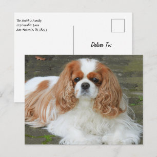 Cartão Postal Filhote de Spaniel Cavalier King Charles Blenheim 