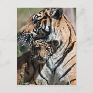 Cartão Postal Filhote de tigre