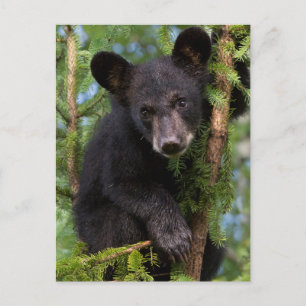 Cartão Postal Filhote de Urso Negro Brincando nas Árvores