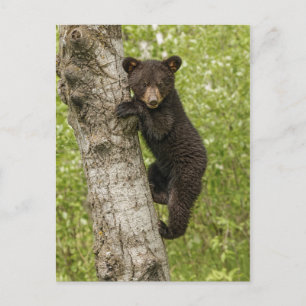 Cartão Postal Filhote de Urso Negro na Árvore
