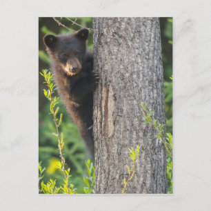 Cartão Postal Filhote de Urso Negro na Primavera