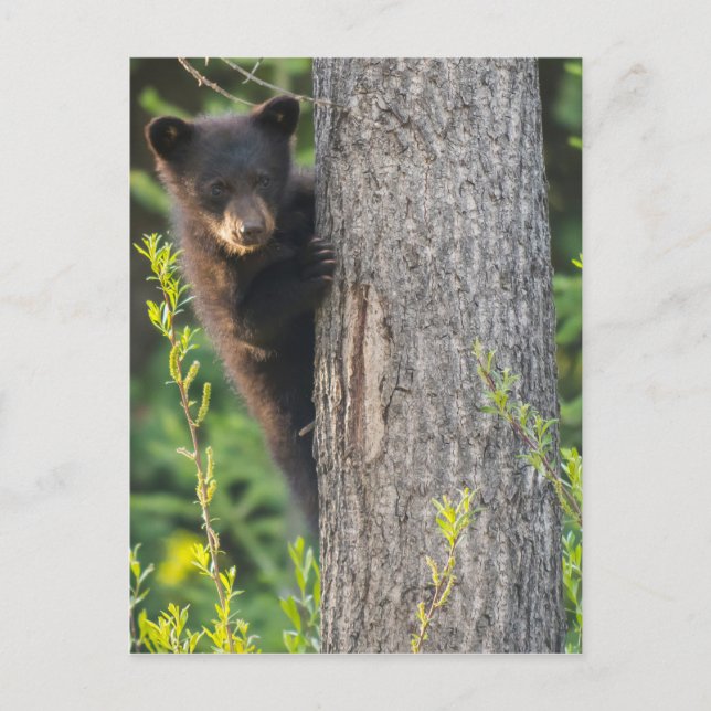 Cartão Postal Filhote de Urso Negro na Primavera (Frente)