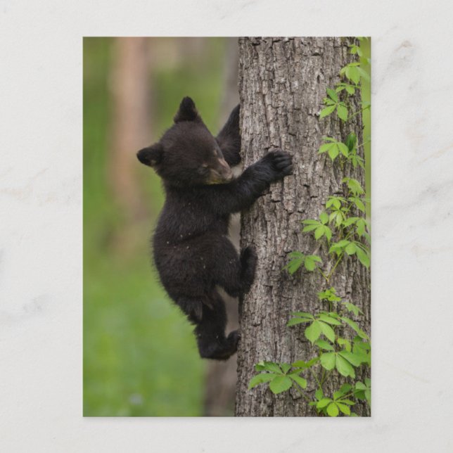 Cartão Postal Filhote de Urso Negro Subindo em Árvore (Frente)