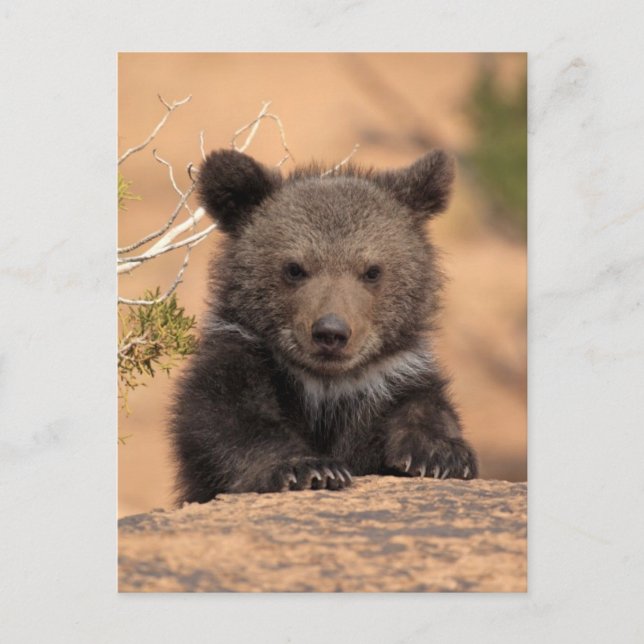 Cartão Postal Filhote de Urso Pardo (Frente)