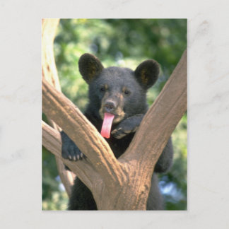 Cartão Postal Filhote de urso preto