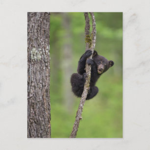 Cartão Postal Filhote de urso preto brincando, Tennessee