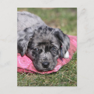 Cartão Postal Filhote delicada de mestiço