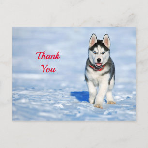Cartão Postal Filhote Husky Foto de Neve Obrigado