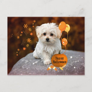 Cartão Postal Filhote maltês comemora Halloween