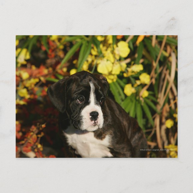 Cartão Postal Filhotes de Boxer (Frente)