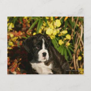 Cartão Postal Filhotes de Boxer