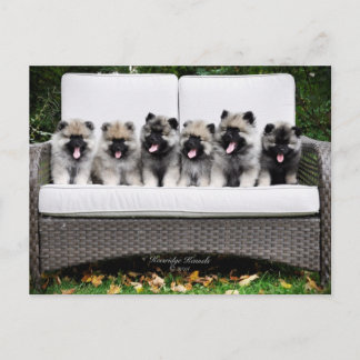Cartão Postal Filhotes de cachorro do Keeshond