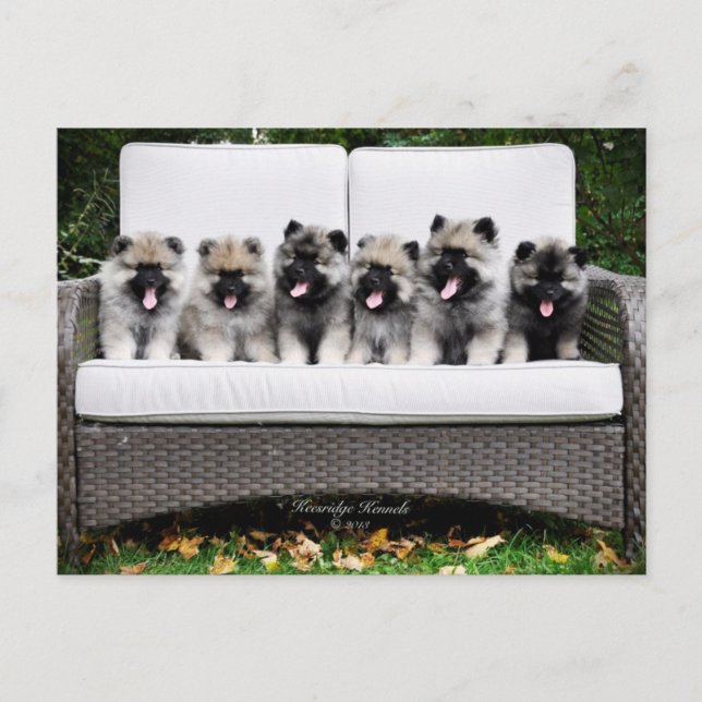 Cartão Postal Filhotes de cachorro do Keeshond (Frente)