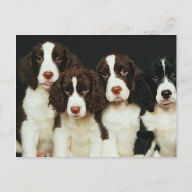 Cartão Postal Filhotes de cachorro do Spaniel de Springer inglês (Frente)