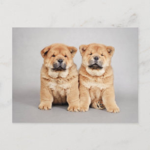 Cartão Postal Filhotes de Chow chow