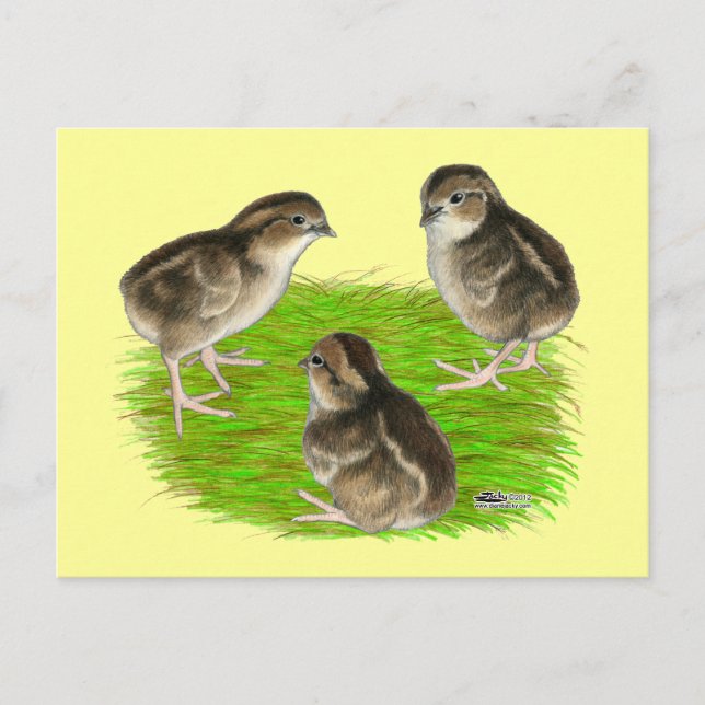 Cartão Postal Filhotes de codorna bobwhite (Frente)