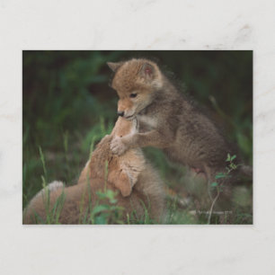 Cartão Postal Filhotes de coiote lutando (Canis Latrans)
