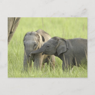 Cartão Postal Filhotes de Elefante Indiano / Asiático