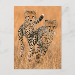 Cartão Postal Filhotes de Guepardos (Acinonyx Jubatus) Correndo