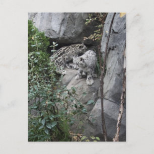 Cartão Postal Filhotes de Leopardo da Neve em uma Saliência