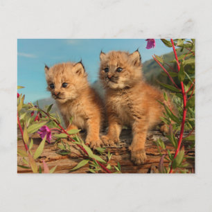 Cartão Postal Filhotes de Lince Canadense, Alasca