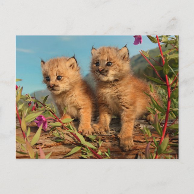 Cartão Postal Filhotes de Lince Canadense, Alasca (Frente)