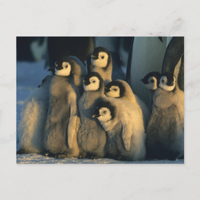 Cartão Postal Filhotes de pinguim-imperador em creche, Aptenodyt (Frente)