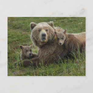 Cartão Postal Filhotes de Urso Pardo se Aconchegando com a Mãe