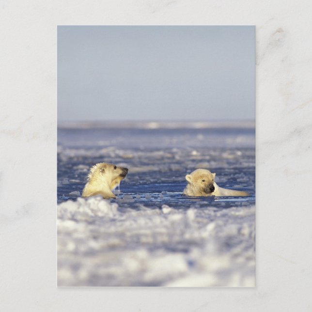 Cartão Postal Filhotes de urso polar brincando (Frente)