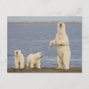 Cartão Postal Filhotes de urso polar e a sua mãe