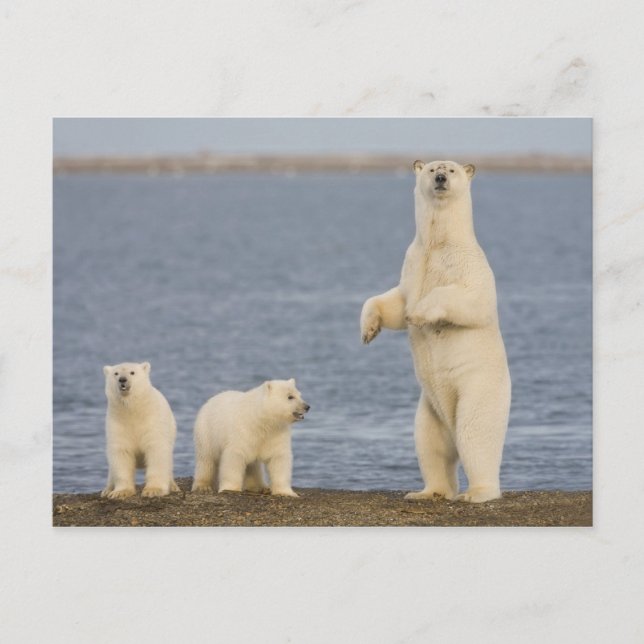 Cartão Postal Filhotes de urso polar e sua mãe (Frente)